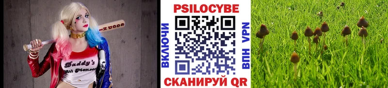 kraken сайт  Светлогорск  Галлюциногенные грибы Psilocybine cubensis 